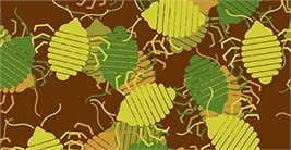 En grafisk bild som visar vägglöss i olika gröna och bruna toner.