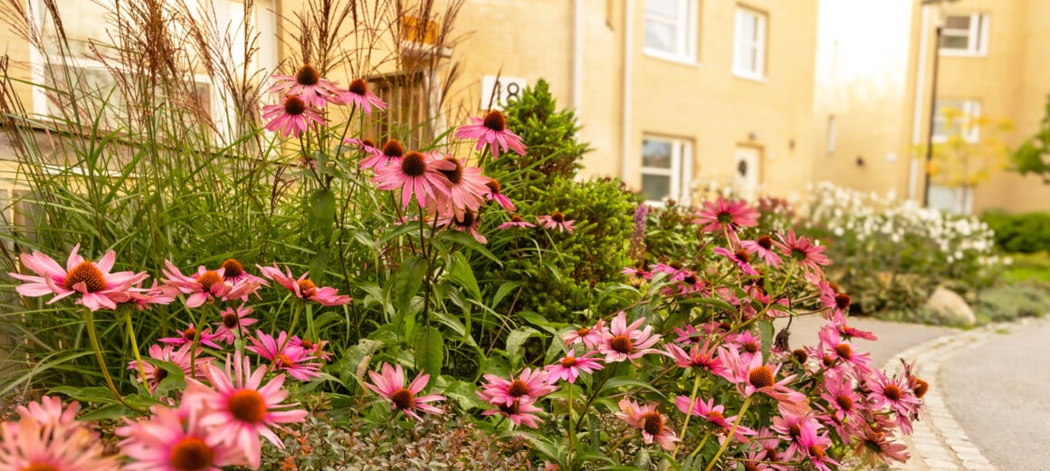 Rosa blommor dignar i en rabatt i ett område med ljusgula hus.